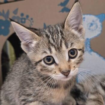 Sleepy (Holland Cat Cove) -  Domestic Short Hair Cat for Adoption in West Olive, Michigan - Sleepy (Holland Cat Cove) | PetCurious