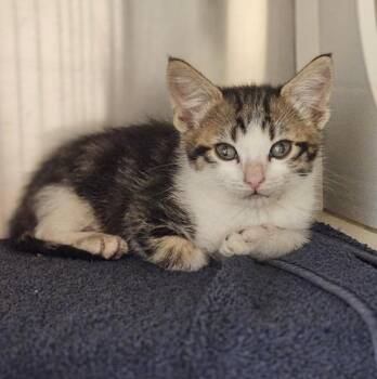 Guava -  Domestic Short Hair Cat for Adoption in Oakland, California - Guava | PetCurious