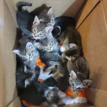 Rescue Domestic Short Hair Cats for Adoption in Veneta, Oregon - Ketamine | PetCurious
