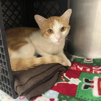 Creamsicle -  Domestic Short Hair Cat for Adoption in Brockton, Massachusetts - Creamsicle | PetCurious