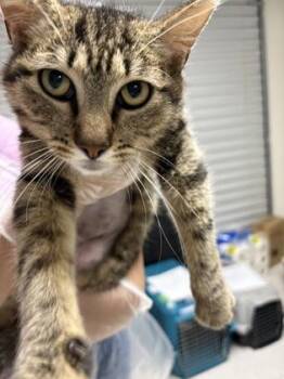 Domestic Short Hair Cats Available for Adoption in San Antonio, Texas - Bow | PetCurious