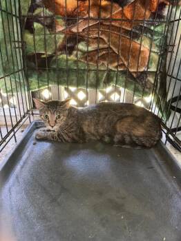 Spree -  Domestic Short Hair Cat for Adoption in Cromwell, Kentucky - Spree | PetCurious