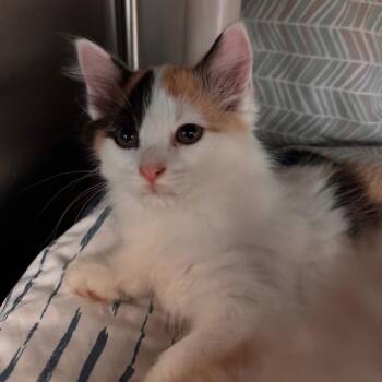 Angelfish -  Domestic Medium Hair Cat for Adoption in Lynchburg, Virginia - Angelfish | PetCurious