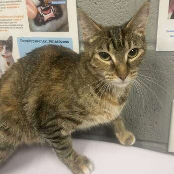 Kelly -  Domestic Short Hair Cat for Adoption in Allentown, Pennsylvania - Kelly | PetCurious