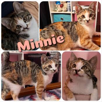 Minnie -  Calico Cat for Adoption in Hollister, California - Minnie | PetCurious