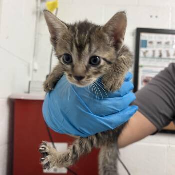 Miffy -  Domestic Short Hair Cat for Adoption in Edinburg, Texas - Miffy | PetCurious