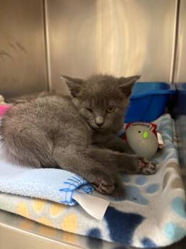 Domestic Short Hair Cats Available for Adoption in Johnson City, Tennessee - Cally (Jackson) | PetCurious