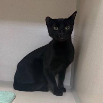 Luna -  Domestic Short Hair Cat for Adoption in Great Falls, Montana - Luna | PetCurious