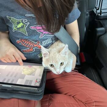 Juggernaut (Fostered in TN) -  Domestic Short Hair and Tabby Cat for Adoption in Brighton, Tennessee - Juggernaut (Fostered In TN) | PetCurious