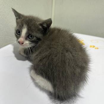 Quinn -  Domestic Short Hair Cat for Adoption in Tampa, Florida - Quinn | PetCurious