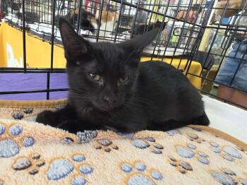 Onyx -  Domestic Short Hair Cat for Adoption in St. Cloud, Florida - Onyx | PetCurious