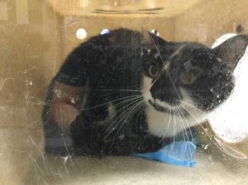 BUTTERBEAN -  Domestic Short Hair Cat for Adoption in Thousand Palms, California - BUTTERBEAN | PetCurious