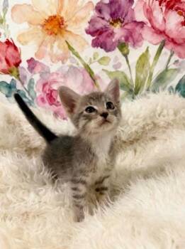 Scribbles -  Domestic Short Hair Cat for Adoption in Tehachapi, California - Scribbles | PetCurious