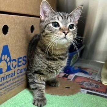 Rescue Domestic Short Hair Cats for Adoption - Cricket | PetCurious