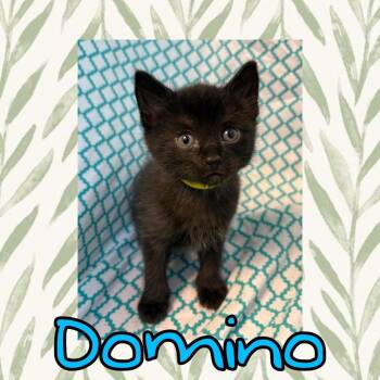 Domestic Medium Hair Cats Available for Adoption in Royse City, Texas - Domino | PetCurious