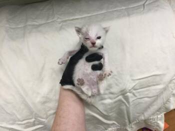 A1927953 -  Domestic Short Hair Cat for Adoption in Thousand Palms, California - A1927953 | PetCurious