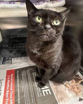 Fizz -  Domestic Short Hair Cat for Adoption in Bridgewater, New Jersey - Fizz | PetCurious
