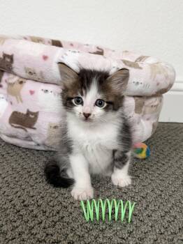 Domestic Short Hair Cats Available for Adoption in Fort Worth, Texas - Teddy | PetCurious