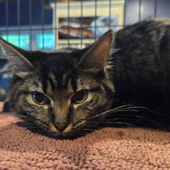 Domestic Medium Hair Cats Available for Adoption in Hanna City, Illinois - Piano | PetCurious