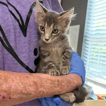 Queso -  Domestic Long Hair and Domestic Short Hair Cat for Adoption in Livingston, Texas - Queso | PetCurious