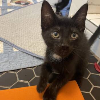 Domestic Short Hair Cats Available for Adoption in Bloomington, Illinois - Mayapple | PetCurious