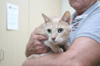 Domestic Short Hair Cats Available for Adoption in Brunswick, Georgia - Sailor | PetCurious