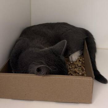 Domestic Short Hair Cats Available for Adoption in Philadelphia, Pennsylvania - Luna Buna | PetCurious