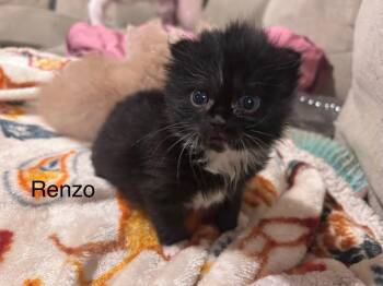 Renzo -  Domestic Short Hair Cat for Adoption in Johnson City, Tennessee - Renzo | PetCurious
