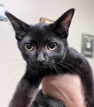 Strawberry -  Domestic Short Hair Cat for Adoption in Arlington, Washington - Strawberry | PetCurious