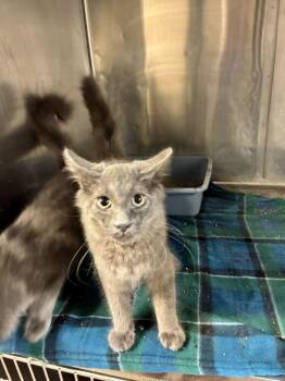 Domestic Long Hair Cats Available for Adoption - Yosemite | PetCurious