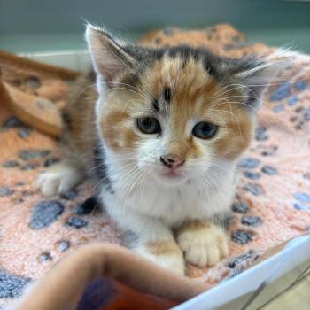 Mischief -  Domestic Medium Hair Cat for Adoption in New Fairfield, Connecticut - Mischief | PetCurious