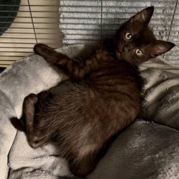 Azriel -  Domestic Medium Hair Cat for Adoption in Pleasanton, California - Azriel | PetCurious