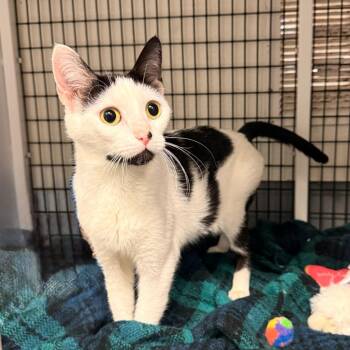 Domestic Short Hair Cats Available for Adoption - Nani | PetCurious