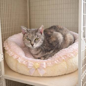 Domestic Short Hair Cats Available for Adoption - Charlie | PetCurious