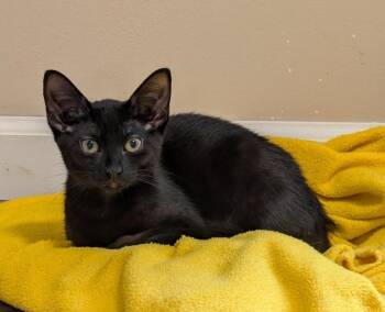 Tiramasu -  Domestic Short Hair Cat for Adoption in Wayne, New Jersey - Tiramasu | PetCurious