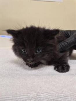 Domestic Long Hair Cats Available for Adoption in Fremont, California - A198052 | PetCurious