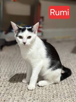 Rescue Domestic Short Hair Cats for Adoption in Mount Pleasant, North Carolina - Rumi | PetCurious