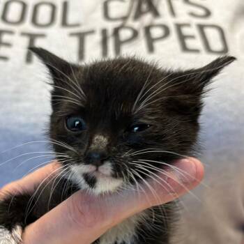 Lilac -  Domestic Short Hair Cat for Adoption in Mt. Juliet, Tennessee - Lilac | PetCurious