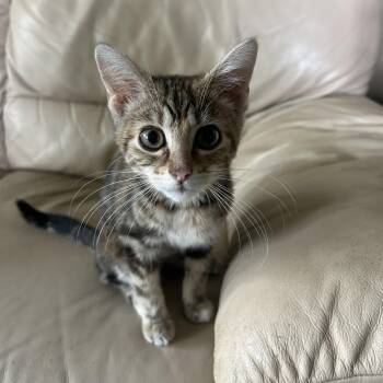 Sunny -  Domestic Short Hair Cat for Adoption in Greenwood, Indiana - Sunny | PetCurious