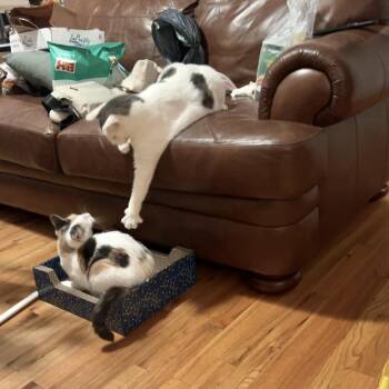Naco and Bacardi -  Calico Cat for Adoption in New York, New York - Naco And Bacardi | PetCurious