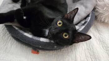 Domestic Short Hair Cats Available for Adoption in Bloomsdale, Missouri - Stewie | PetCurious