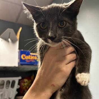 Water Chestnut -  Domestic Short Hair Cat for Adoption in Chattanooga, Tennessee - Water Chestnut | PetCurious