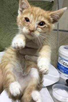 CALCIFER -  Domestic Short Hair Cat for Adoption in Riverside, California - CALCIFER | PetCurious