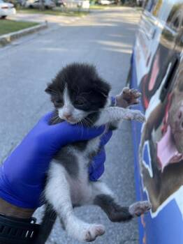 A135819 -  Domestic Short Hair Cat for Adoption in Palmetto, Florida - A135819 | PetCurious