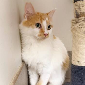 Sunrise -  Domestic Long Hair Cat for Adoption in Las Vegas, Nevada - Sunrise | PetCurious