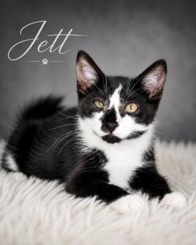 Domestic Medium Hair Cats Available for Adoption in Homestead, Florida - Jett | PetCurious
