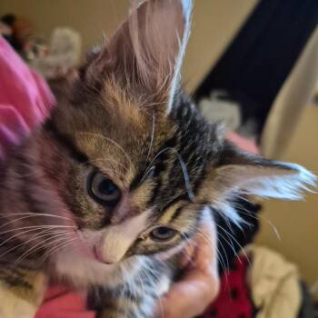 Coffee -  Domestic Short Hair Cat for Adoption in Grantsville, Utah - Coffee | PetCurious