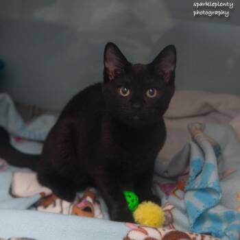 Nove -  Domestic Short Hair Cat for Adoption in Ridgefield, Connecticut - Nove | PetCurious