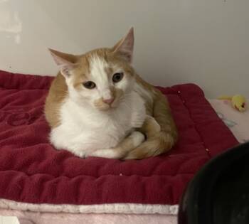 Rescue Domestic Short Hair Cats for Adoption in Carrollton, Texas - Carbonara | PetCurious