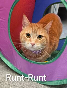 Domestic Short Hair Cats Available for Adoption - Runt-Runt | PetCurious